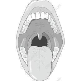 Open Mouth Anatomical