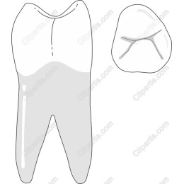 Dental Tooth