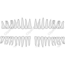 Dental Tooth Set
