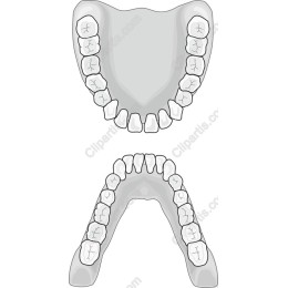 Dental Arch - Upper and Lower Teeth /