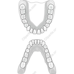 Dental Model - Upper and Lower Teeth