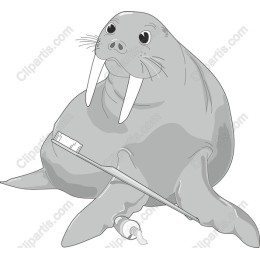 Walrus Dental Care