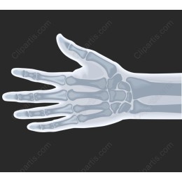 Hand Skeleton