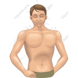 Male Acupuncture Model
