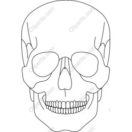 Human Skull
