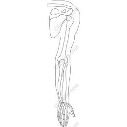 Anatomical Human Arm