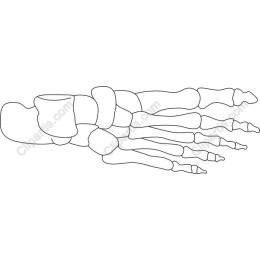 Human Foot Skeleton