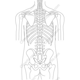Human Skeleton