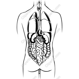 Anatomical Insight: of the Human Body