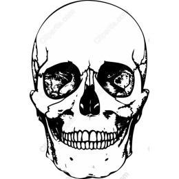 Intricate Skull