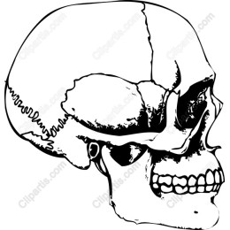 Human Skull