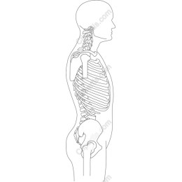 Human Skeletal Structure Side View