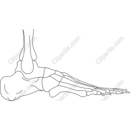 Human Foot Skeleton