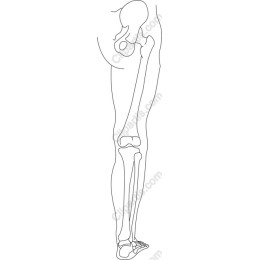 Human Leg Anatomy