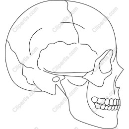 Anatomical Skull