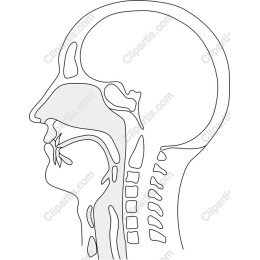 Human Head Profile Anatomical