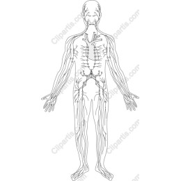 Human Body Anatomical