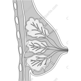 Botanical Leaf Elegance