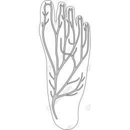 Nature-Inspired Human Foot