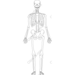 High-Quality Skeleton