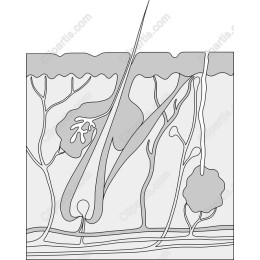 Skin Structure