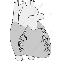 Human Heart Anatomy Drawing