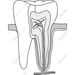 Tooth Anatomy