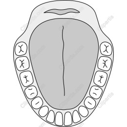 Mouth Anatomy