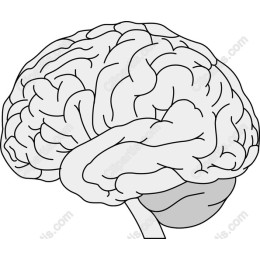 Human Brain