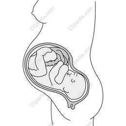 Pregnancy - Mother and Fetus in Womb