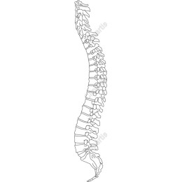 Skeletal Spine