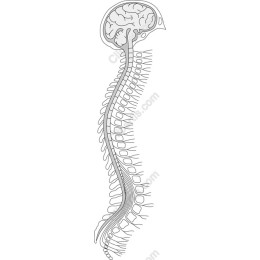 Human Brain and Spinal Cord
