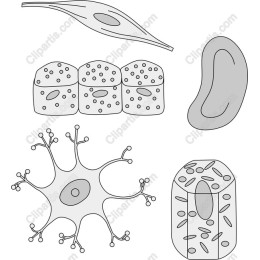 Cellular Wonders: of Microscopic Life