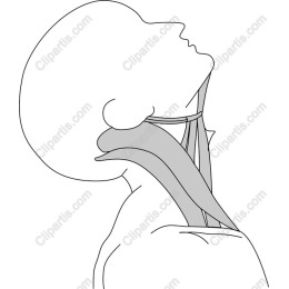 Human Neck Anatomy