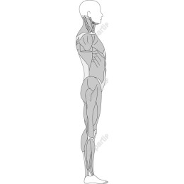 Anatomical Human Body - Side Profile View