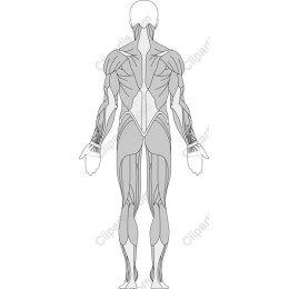 Human Muscular System Back View
