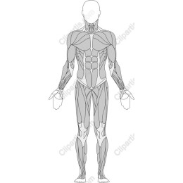 Human Anatomy