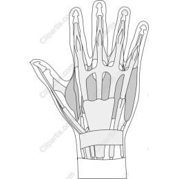 Human Hand Anatomy