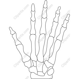 Human Skeletal Hand