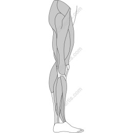 Human Leg Anatomy