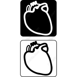 Heart - Anatomical