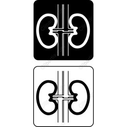 Kidney