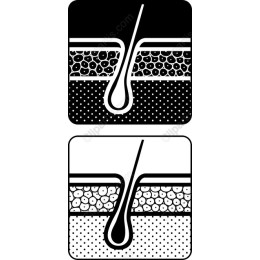 Hair Follicle Structure