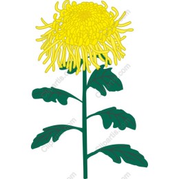Vibrant Yellow Chrysanthemum