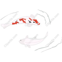 Koi Fish Serenity