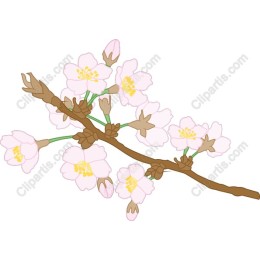 Cherry Blossom Branch