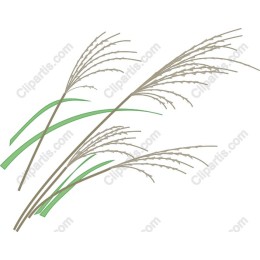 Elegant Grass