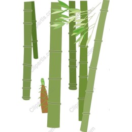 Bamboo Serenity