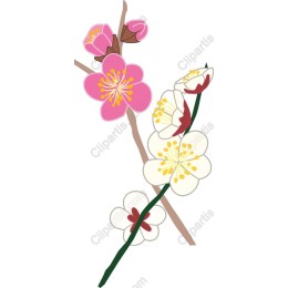 Cherry Blossom