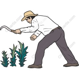 Farmer Harvesting Crops